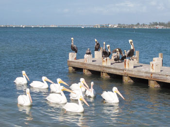 Anna Maria Island Sun News Story