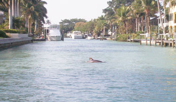 Anna Maria Island Sun News Story