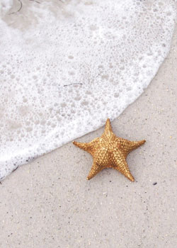 Anna Maria Island Sun News Story