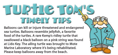 Anna Maria Island Turtle Watch - Turtle Tom's Tips