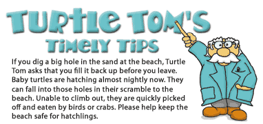 Turtle Tom