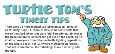Turtle Tom