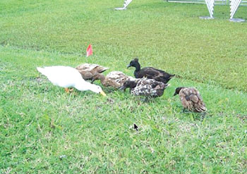 Anna Maria Island Sun News Story