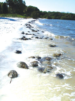 Anna Maria Island Sun News Story