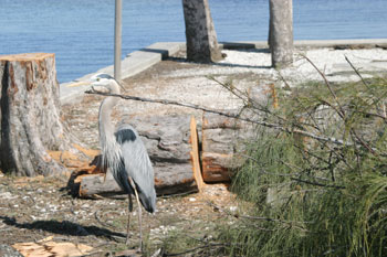 Anna Maria Island Sun News Story