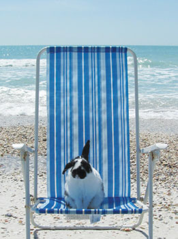 Anna Maria Island Sun News Story