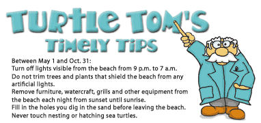 Turtle Tom