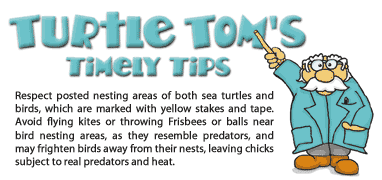 Turtle Tom