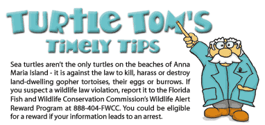 Turtle Tom