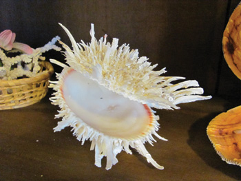 Anna Maria Island Sun News Story