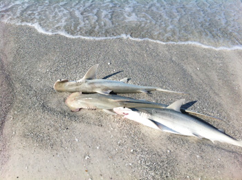 Anna Maria Island Sun News Story