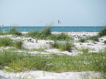 Anna Maria Island Sun News Story