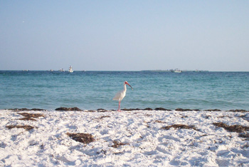 Anna Maria Island Sun News Story