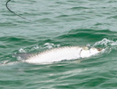 Anna Maria Island Sun News Story