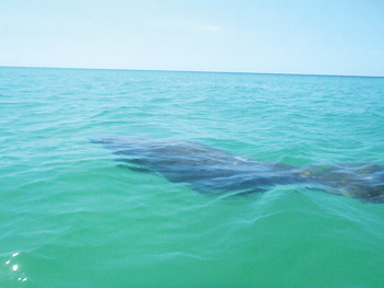 Anna Maria Island Sun News Story
