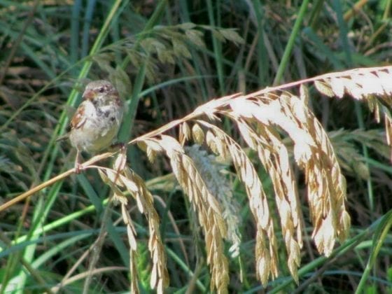 Sparrow in sea oats