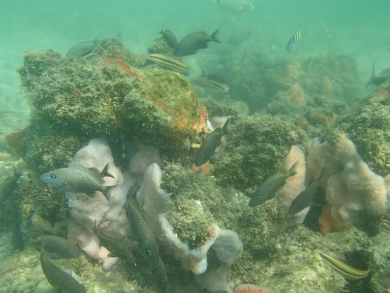 Artificial reef to be built off Anna Maria Island
