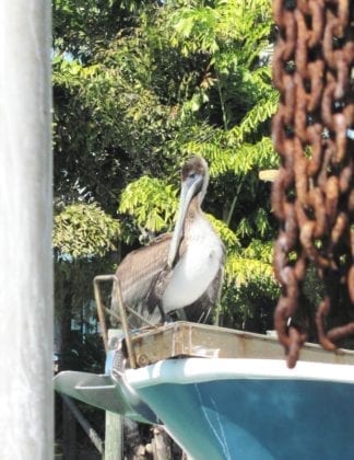 Live Like a Local brown pelican