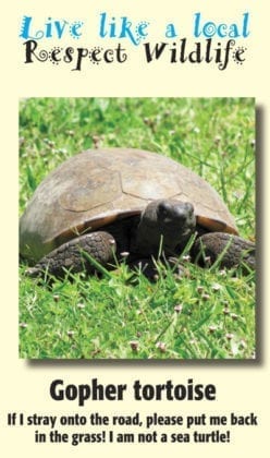 LLL Gopher tortoise