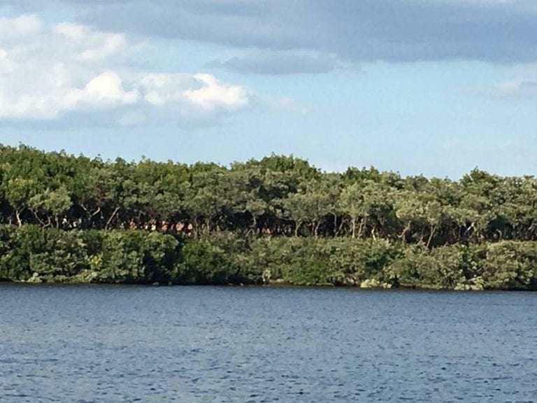 Long Bar Point mangroves