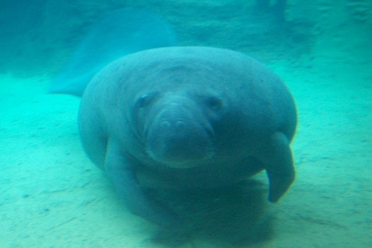 Controversial action puts manatees in harms’ way