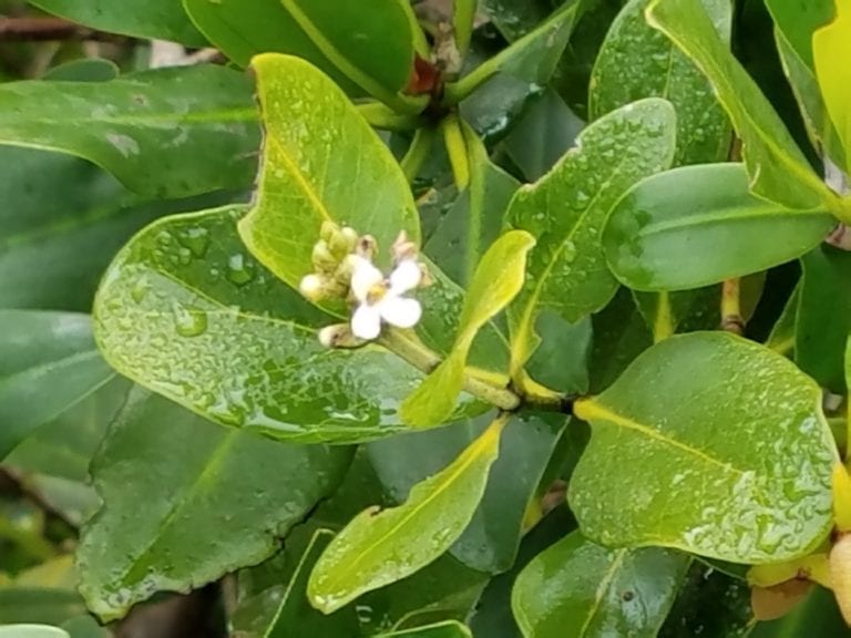 Natives in Bloom – Mangroves