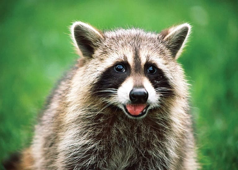 Distemper in raccoons a threat