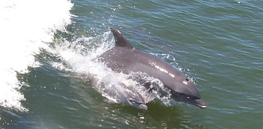 Dolphin and calf