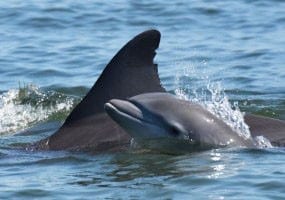 Dolphin calf