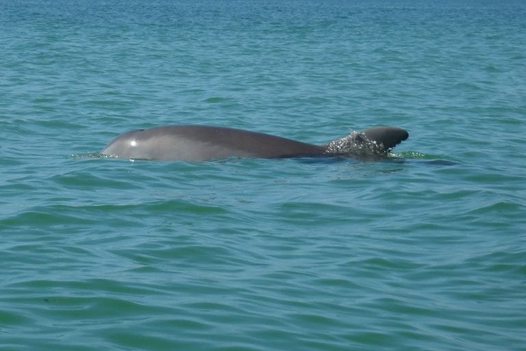 Dolphins still dying from recent red tide