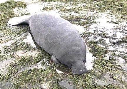 Manatee grounded by Irma