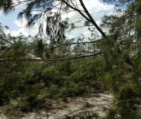 Trees post-Irma