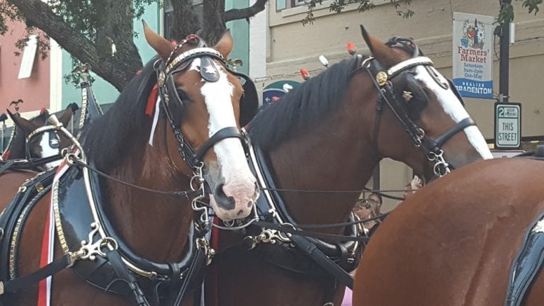 Clydesdales coming to AMI