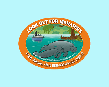 Manatee numbers down from 2017
