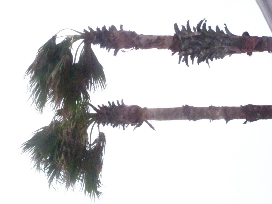 Storm palms