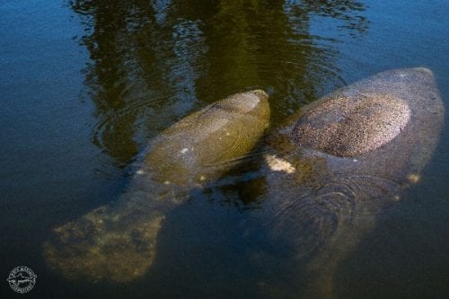 New red tide treatment for manatees in works