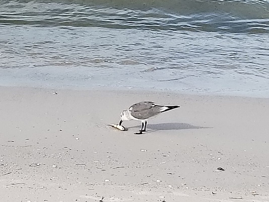 Red tide seagull