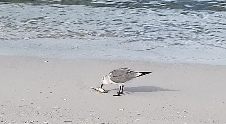 Red tide seagull