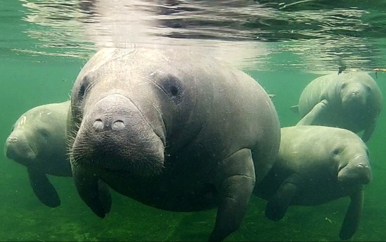 Worst year ever for Florida manatees
