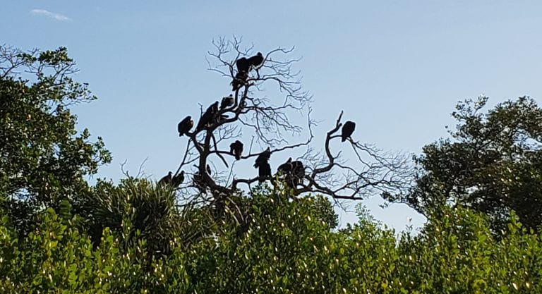 Turkey vultures