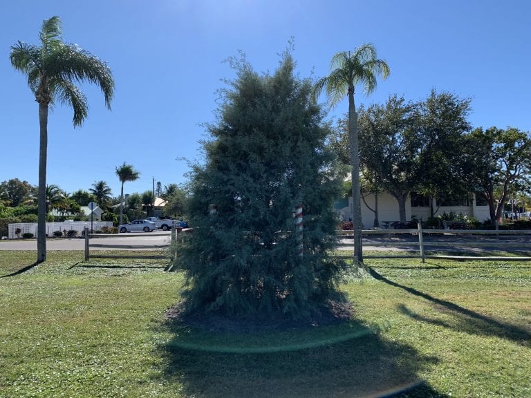 Holmes Beach Christmas tree