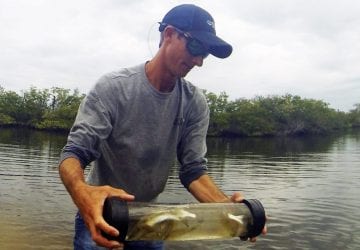 Redfish released for red tide recovery
