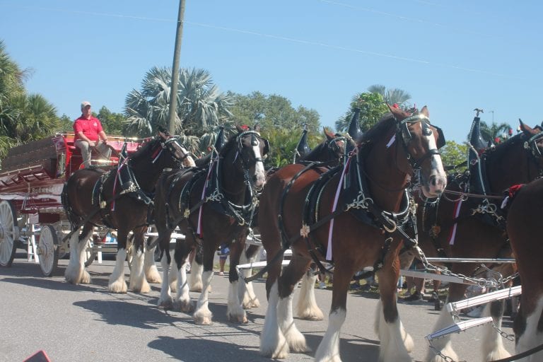 Clydesdales visit the Island