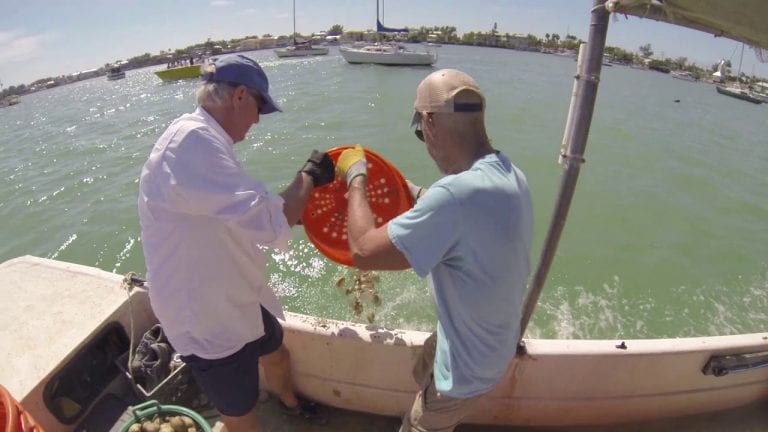 Clams restored in Sarasota Bay