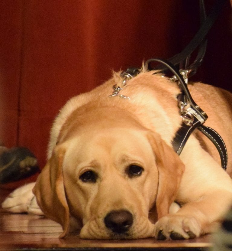 Southeastern Guide Dogs Issac