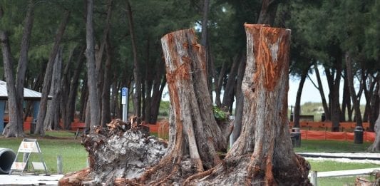 County commission approves Coquina Beach tree removals