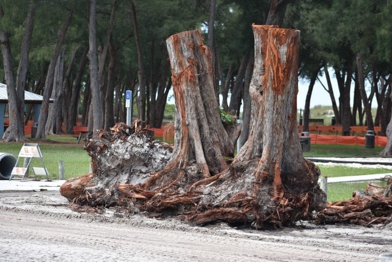 County commission approves Coquina Beach tree removals