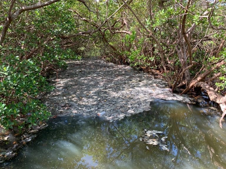 Algae causes fish kill in Manatee River
