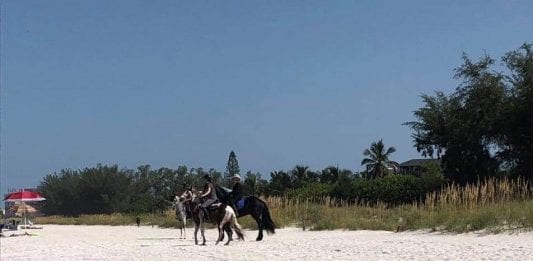 Horses not allowed on Gulf beaches