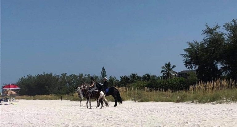 Horses not allowed on Gulf beaches